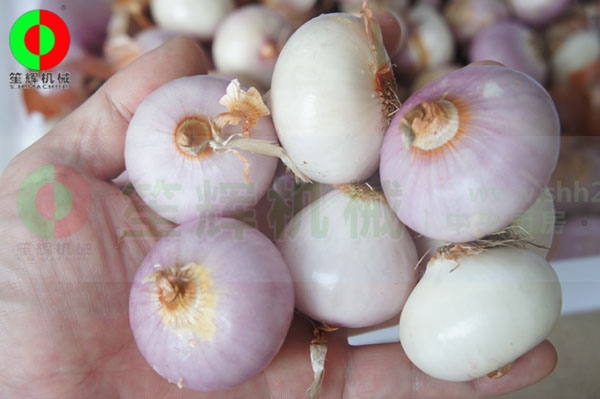 洋蔥脫皮機