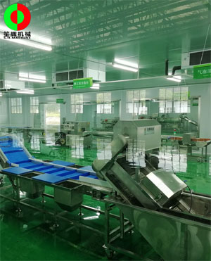 廣西蒙山標(biāo)準(zhǔn)化凈菜加工車間項(xiàng)目，毛菜加工車間順利完工！